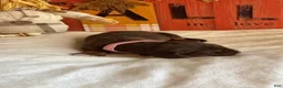 Bloodhound dogs for sale: Pink collar female  - Ad 2