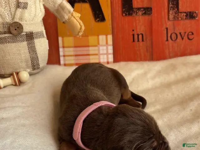 Bloodhound dogs for sale: Pink collar female - Ad 2