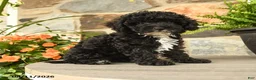 Miniature Poodle dogs for sale: Yelana - Ad 1