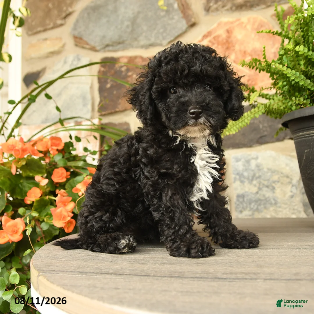 Miniature Poodle dogs for sale: Yelana - Ad 1