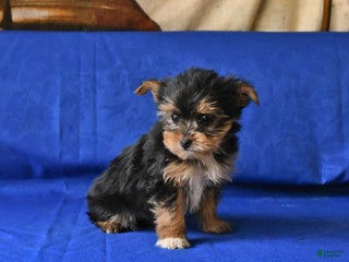 Yorkshire Terrier dogs - Ad 41