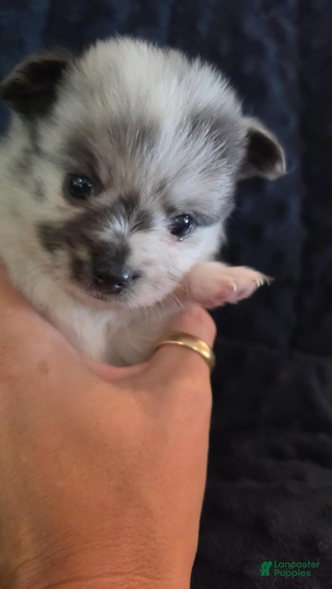 Pomchi dogs for sale: 1 white merle 3/4 pom 1/4 chi - Ad 2