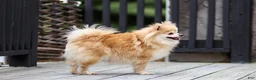 Pomeranian dogs for sale: Theresa - Ad 6