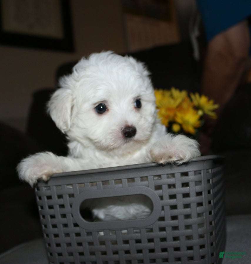 Maltese dogs Butch - Ad 20