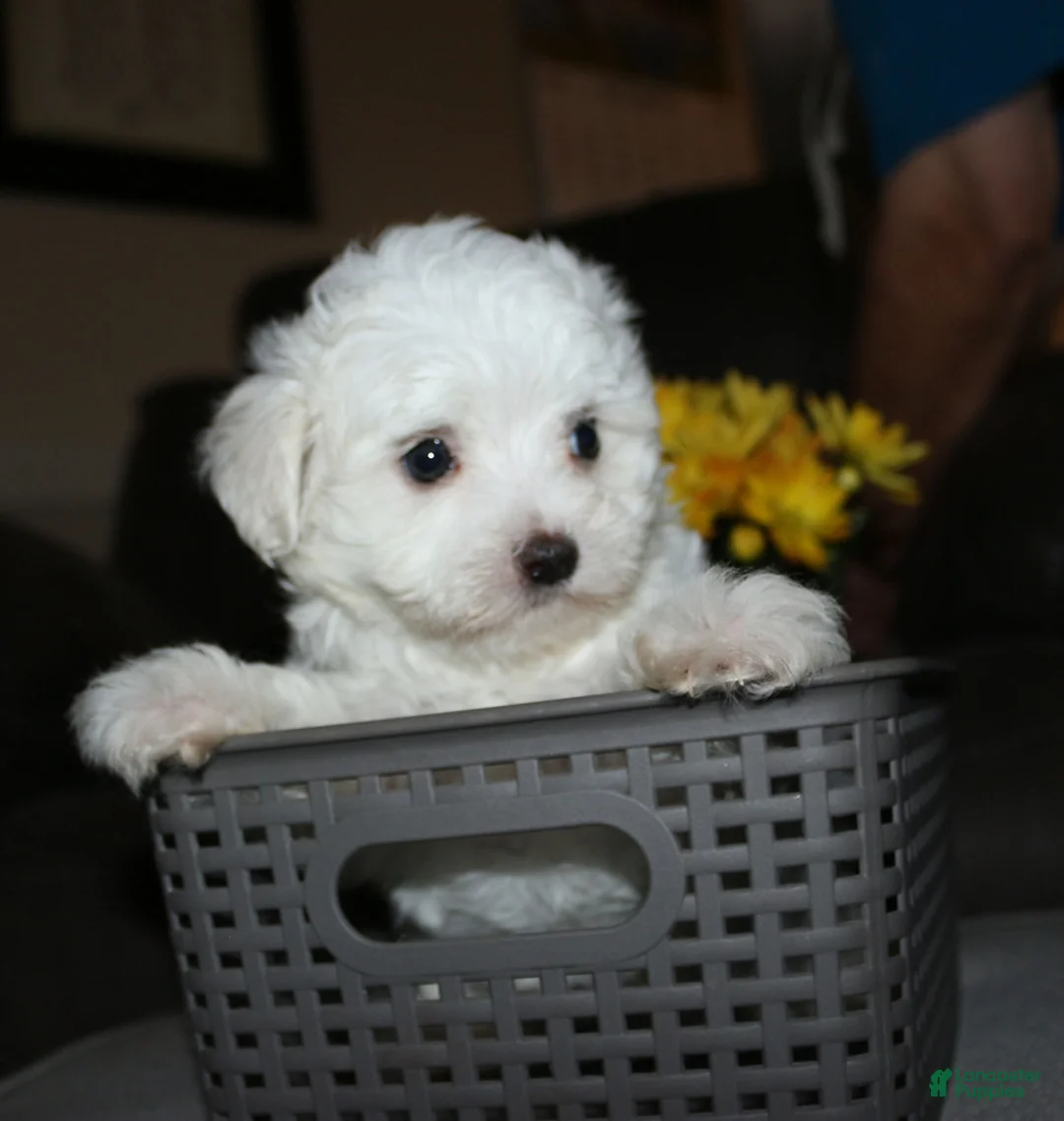 Maltese dogs for sale: Butch - Ad 1