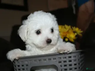 Maltese dogs Butch - Ad 20