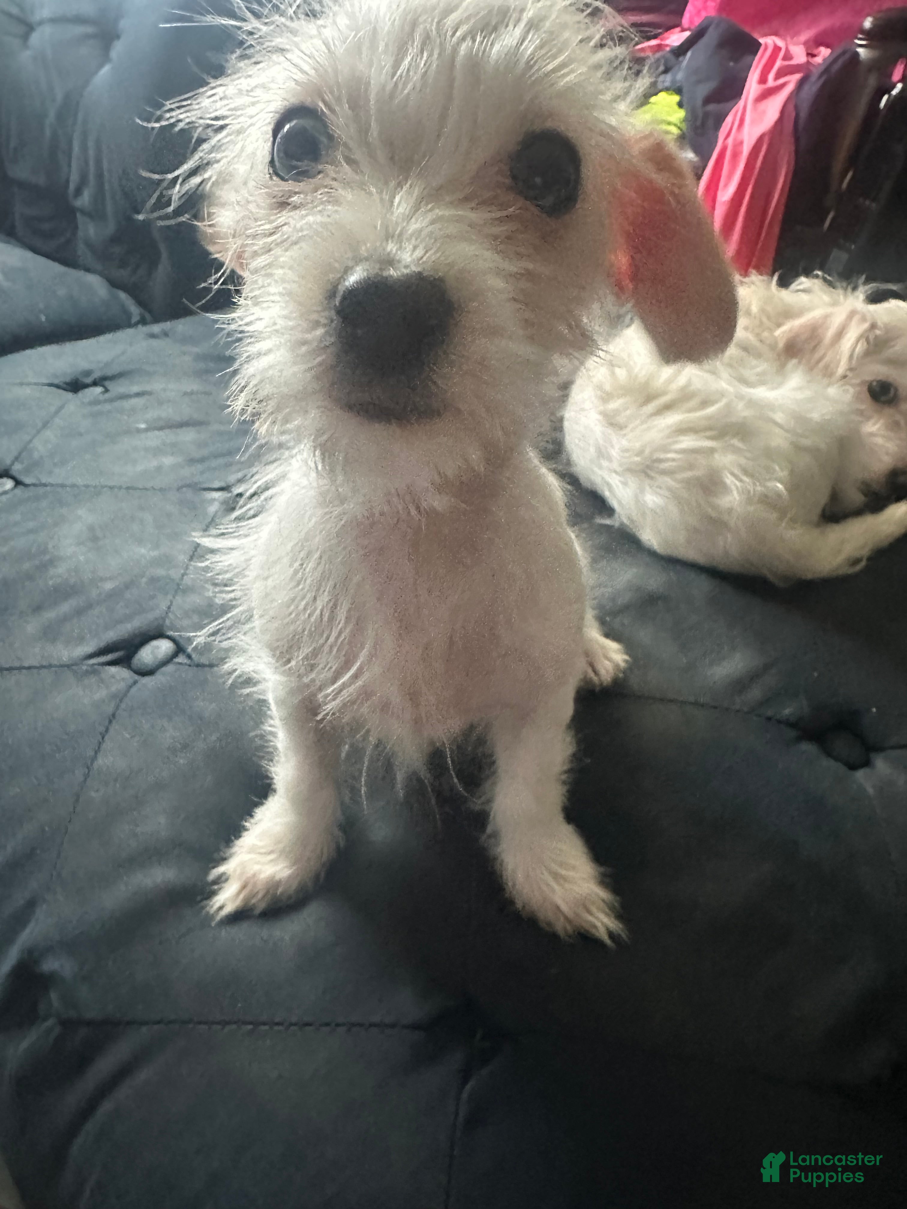 Mixed Breed dogs Mixed Breed Puppy 4 - Ad 1