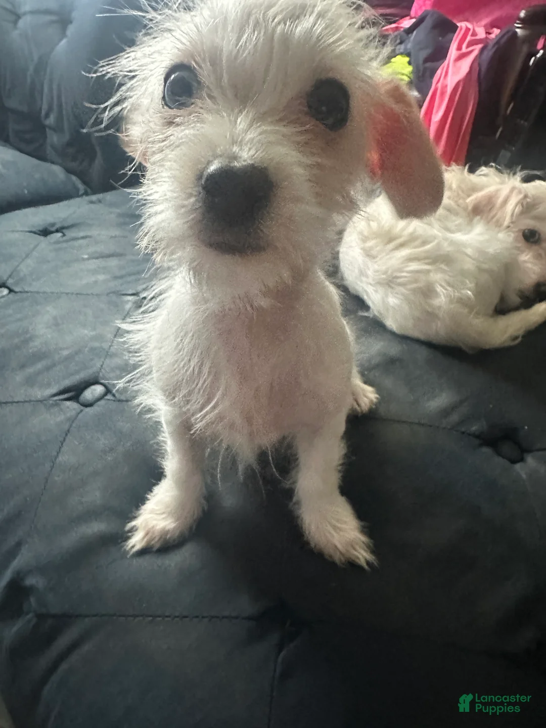 Mixed Breed dogs for sale: Mixed Breed Puppy 4 - Ad 1