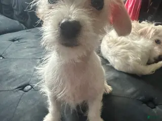 Mixed Breed dogs for sale: Mixed Breed Puppy 4 - Ad 2