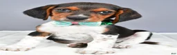 Beagle dogs for sale: Odell - Ad 9