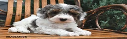 Miniature Poodle dogs for sale: Dewdrop - Ad 4