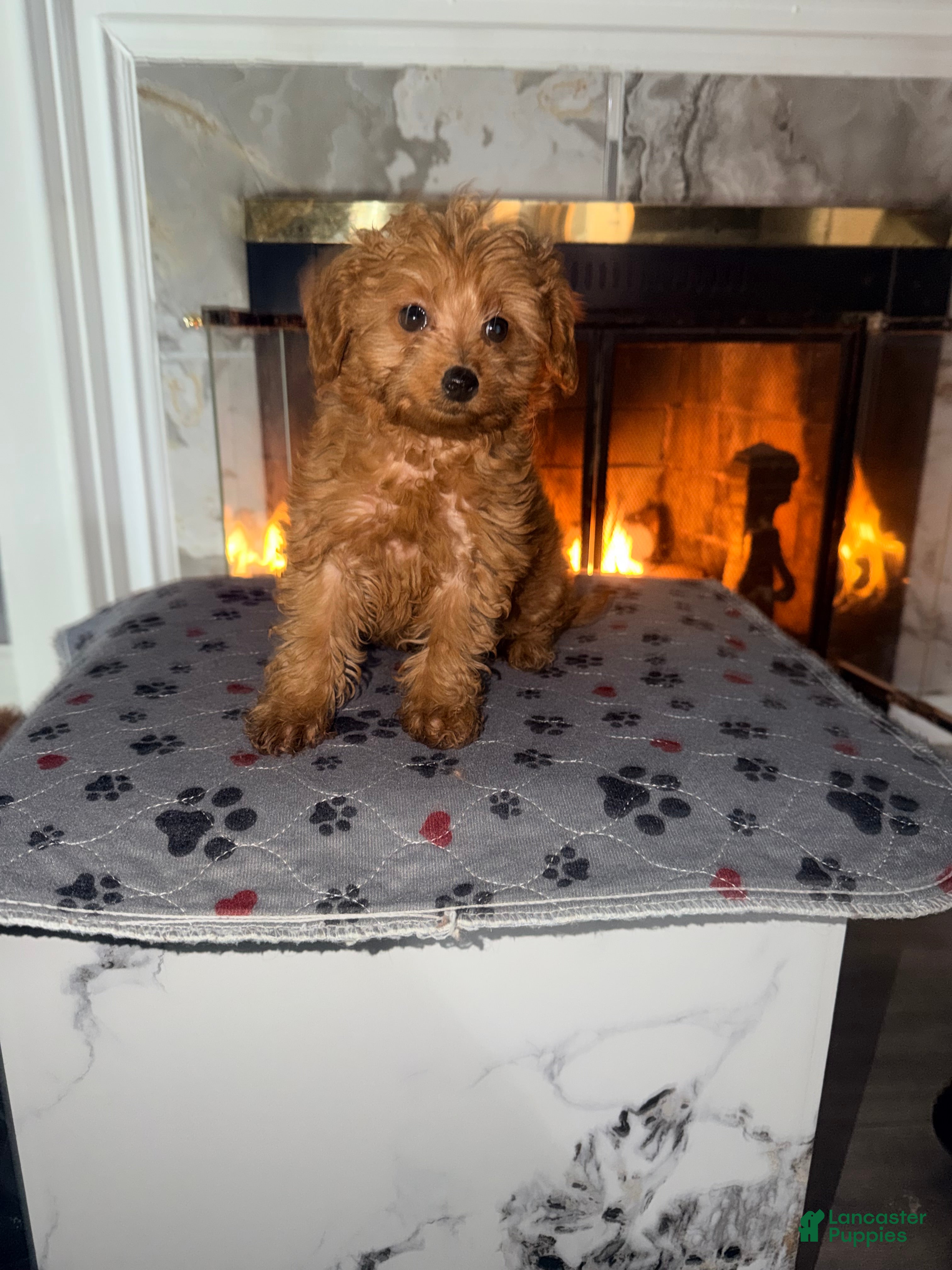Mini Goldendoodle dogs  Star ⭐️ - Mini Goldendoodle - Ad 5
