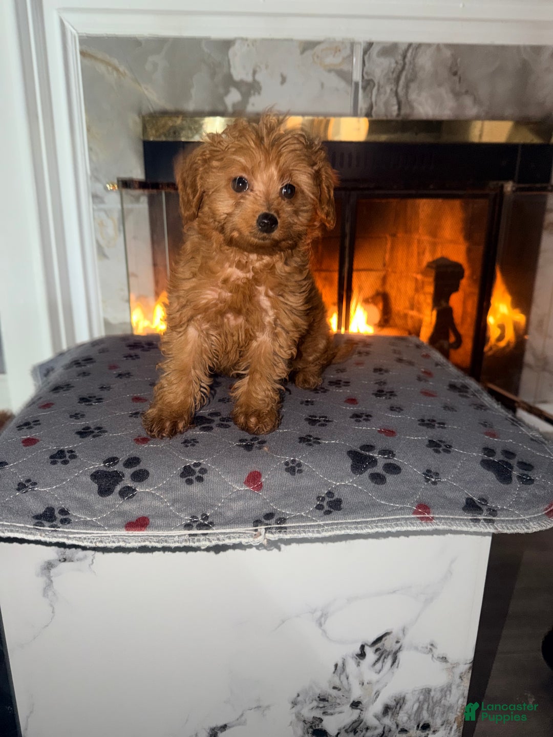 Mini Goldendoodle dogs for sale:  Star ⭐️ - Mini Goldendoodle - Ad 1