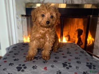 Mini Goldendoodle dogs Star ⭐️ - Mini Goldendoodle - Ad 20