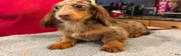 Miniature Dachshund dogs for sale: AKC Russian Ch line - Ad 3