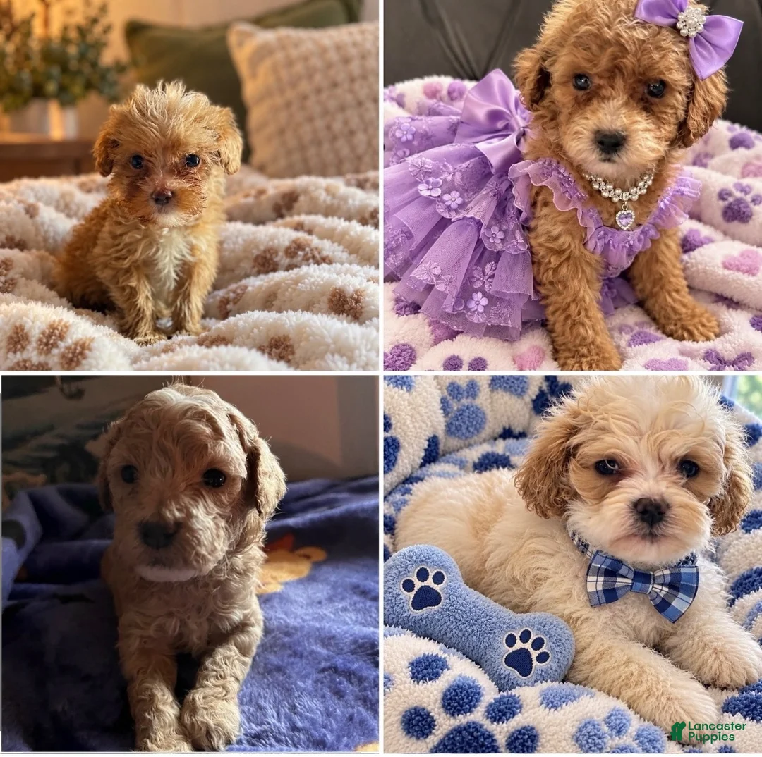 Mini Goldendoodle dogs for sale: Chewy - Ad 6