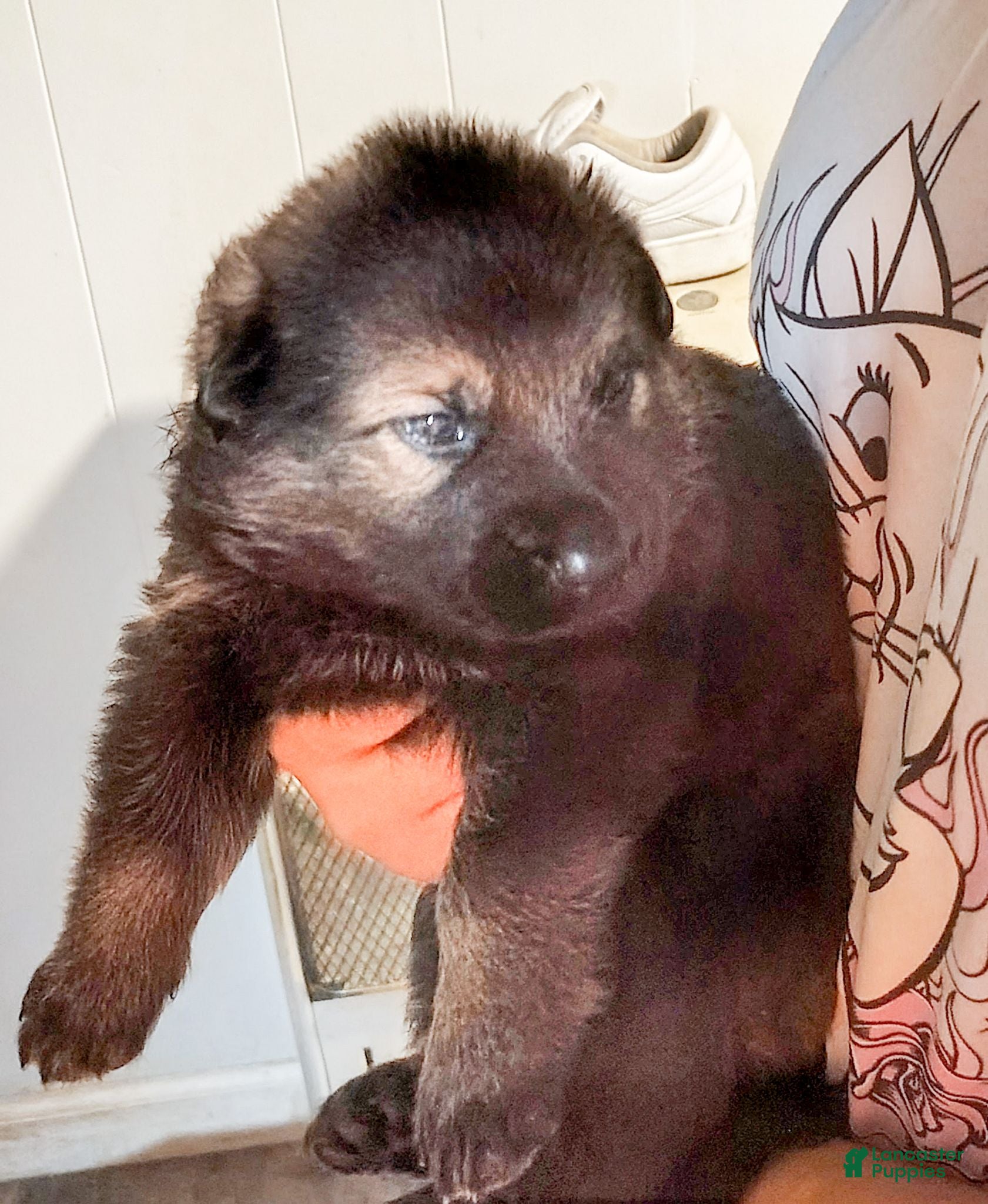 German Shepherd dogs AKC German Shepherd Puppy 1 - Ad 1
