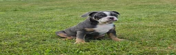 Mixed Breed dogs for sale: Big Bubba Blue - Ad 4