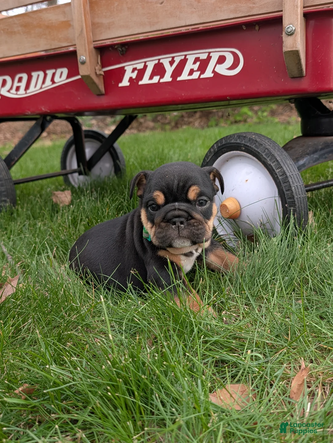 English Bulldog dogs for sale: Thatcher - Ad 2