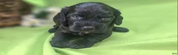 Cockapoo dogs for sale: Tinkerbell - Ad 23