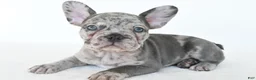 French Bulldog dogs for sale: Boomer - Ad 7