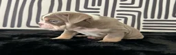 English Bulldog dogs for sale: Becka  - Ad 3
