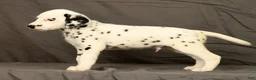 Dalmatian dogs for sale: Brock - Ad 7