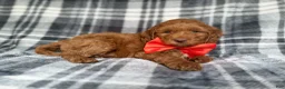Cockapoo dogs for sale: Max - Ad 4