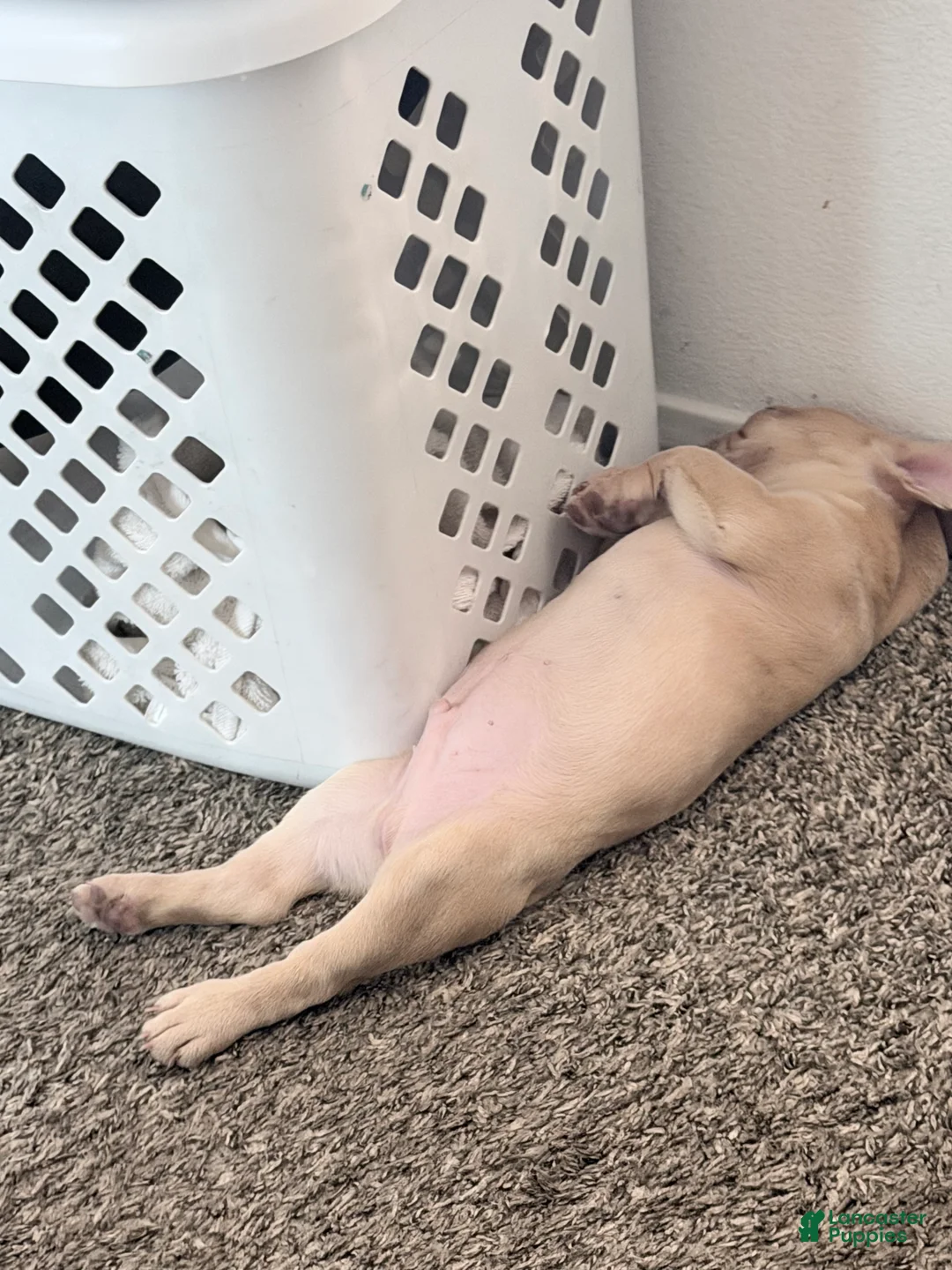 French Bulldog dogs for sale: French Bulldog 1 - Ad 2