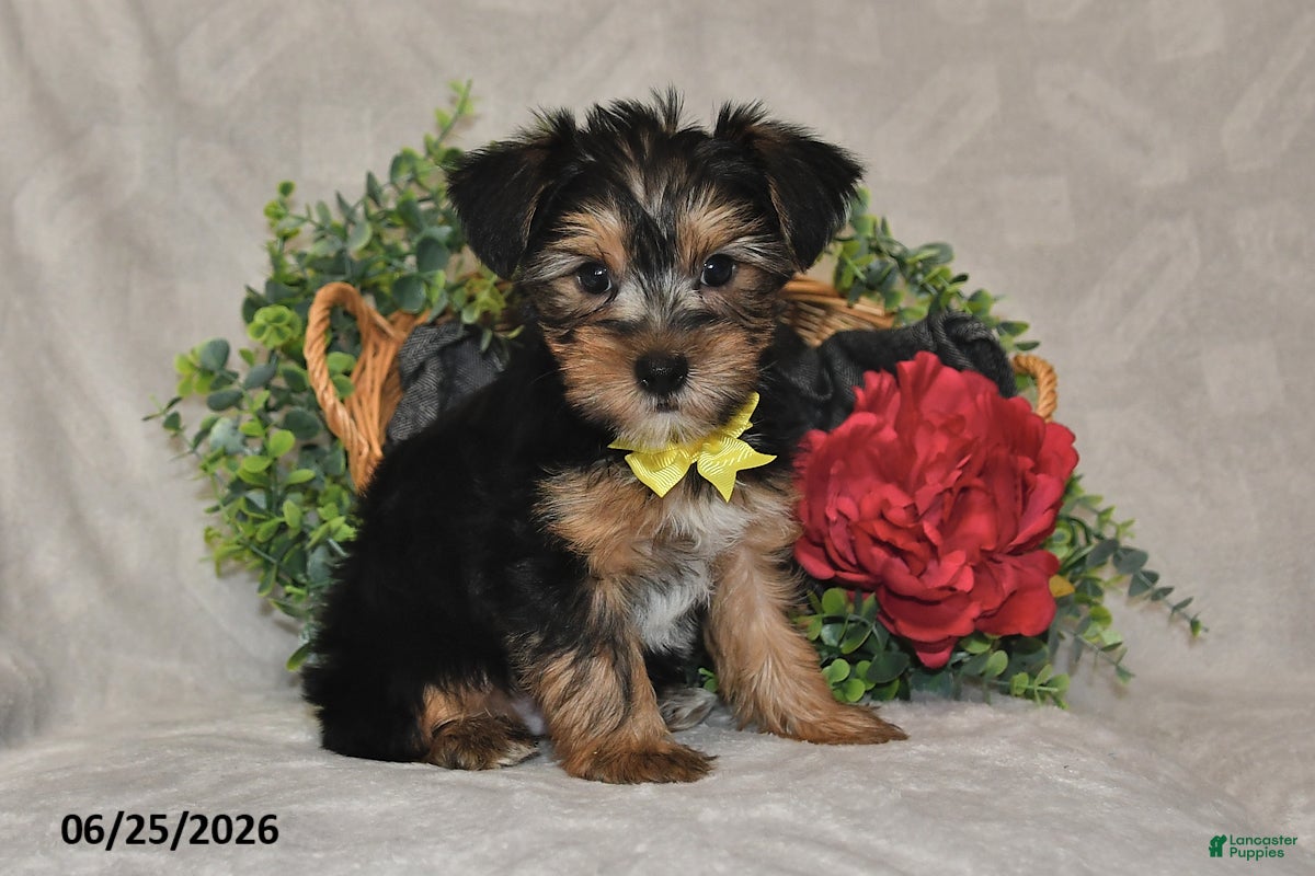 Yorkshire Terrier dogs Dylan - Ad 1