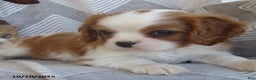 Cavalier King Charles Spaniel dogs for sale: Tyler - Ad 3