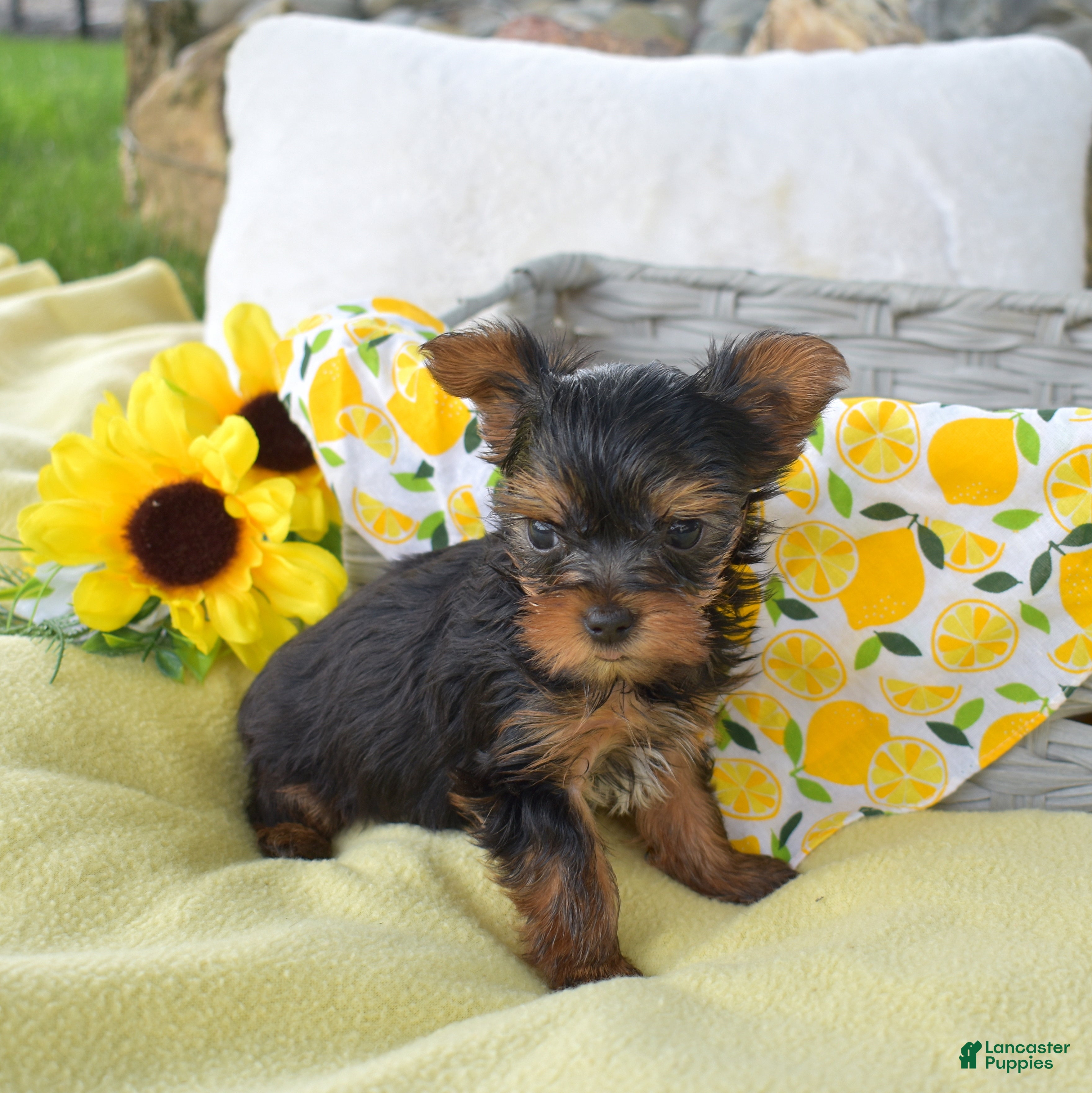 Yorkshire Terrier dogs Cora | Teacup  - Ad 2