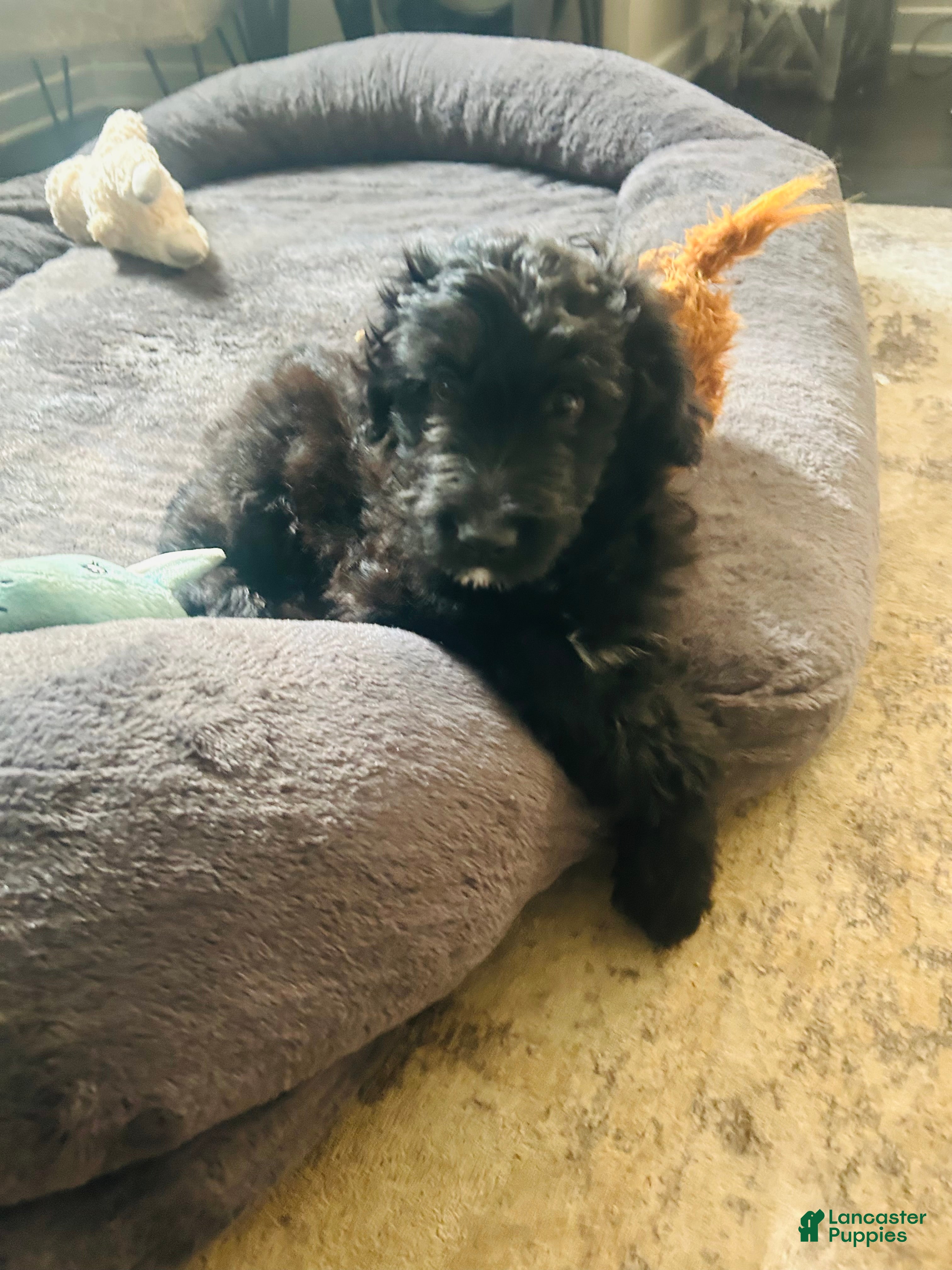 Aussiedoodle dogs tiny - Ad 1