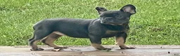English Bulldog dogs for sale: Brandy  - Ad 11