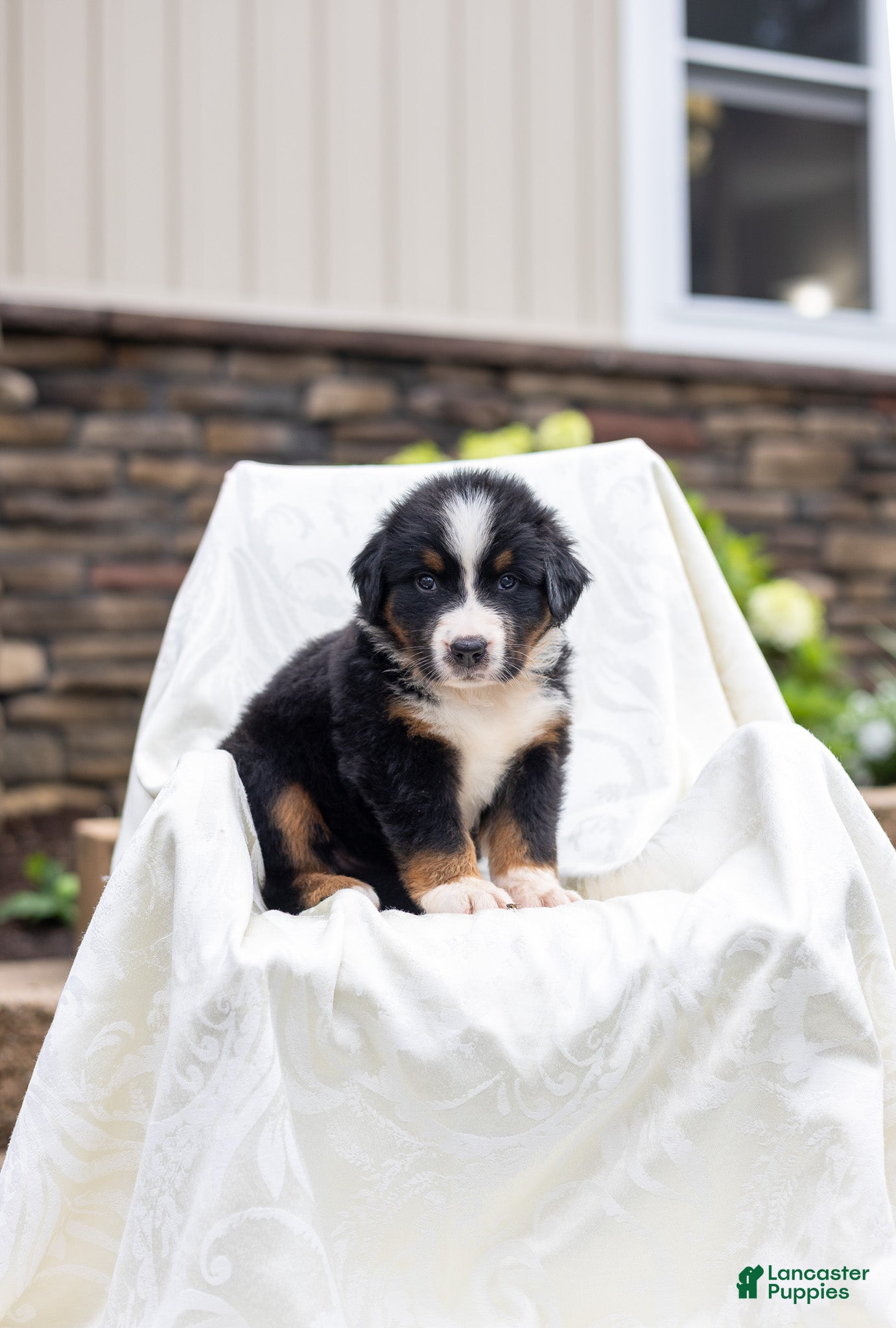 Bernese Mountain Dog dogs Renn - Ad 1