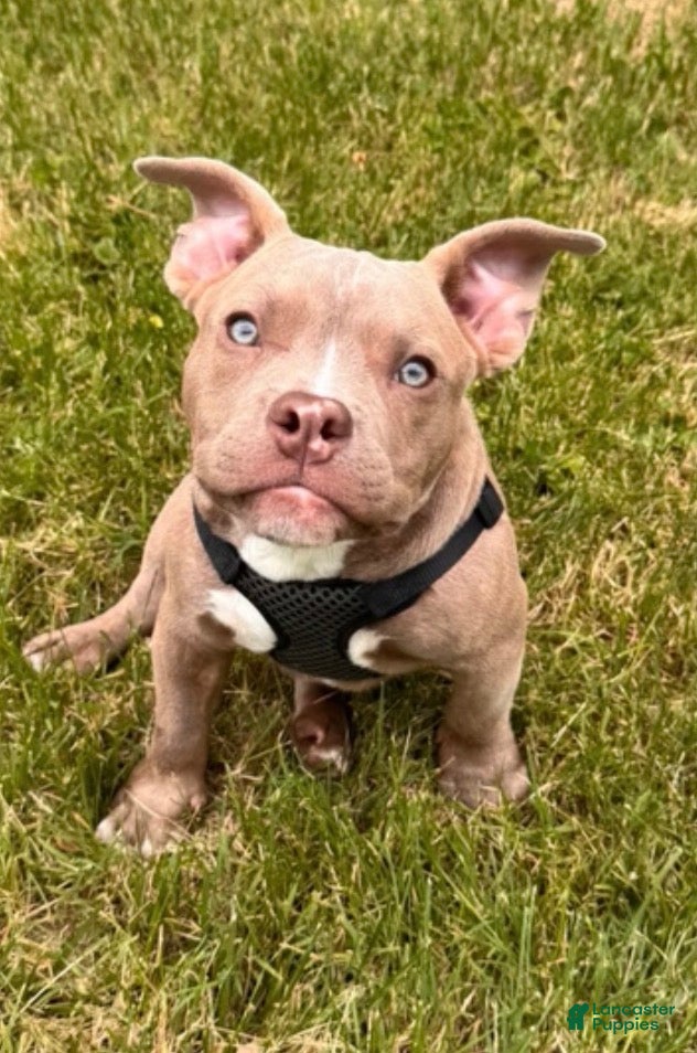American Bully dogs Draco - Ad 1