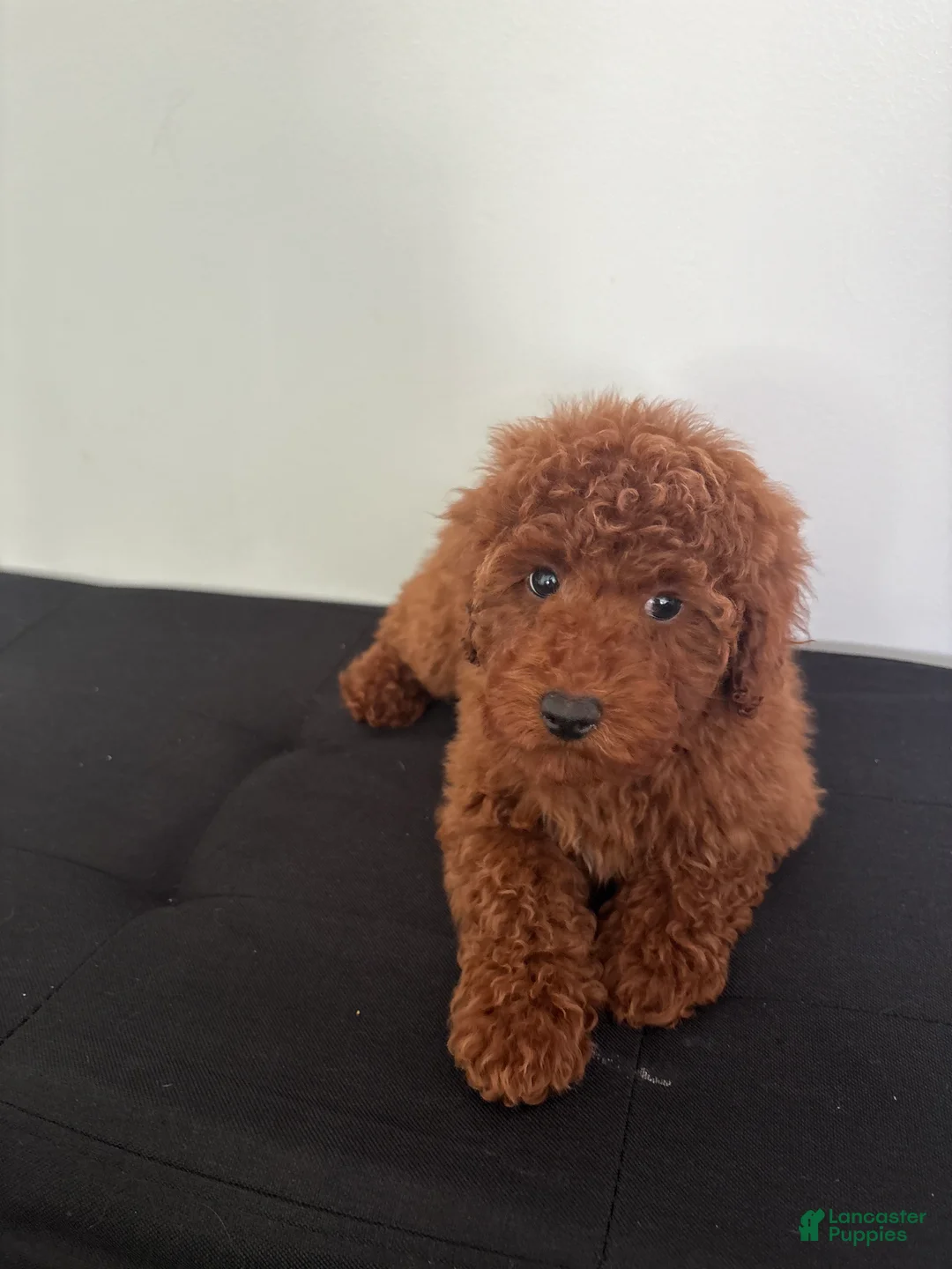 Miniature Poodle dogs for sale: Herbie  - Ad 8
