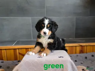 Bernese Mountain Dog dogs Green - Ad 7