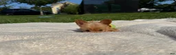 Yorkshire Terrier dogs for sale: Yorkshire Terrier 1 - Ad 7