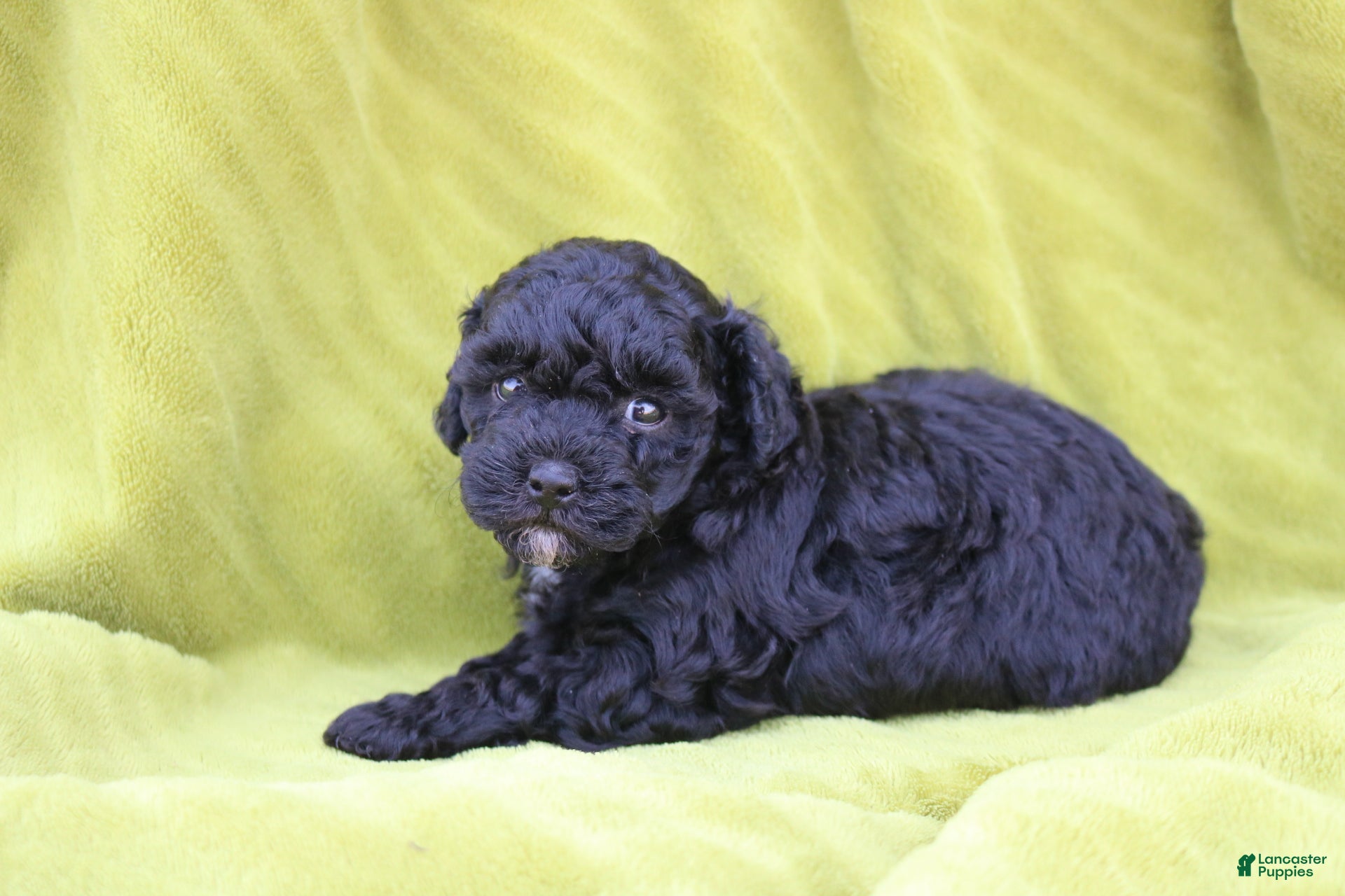 Toy Poodle dogs Sammy - Ad 1