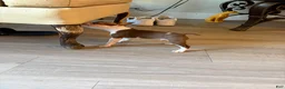 Boston Terrier dogs for sale: Boston Terrier 1 - Ad 8