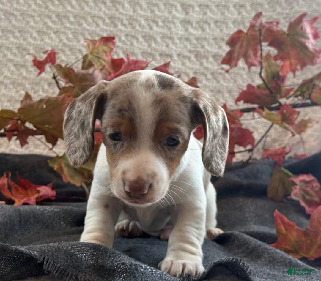 Miniature Dachshund dogs for sale: Freckles  - Ad 5