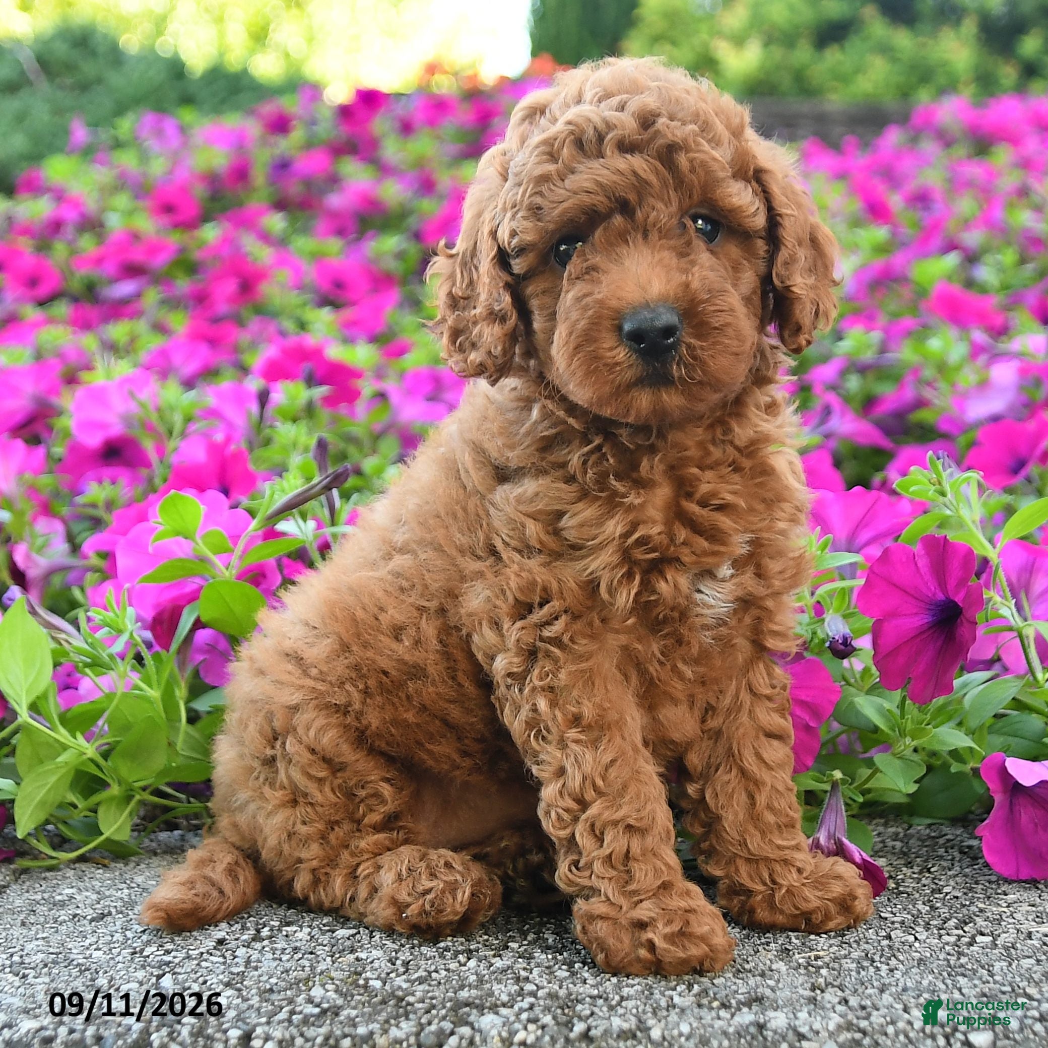 Miniature Poodle dogs Karen - Ad 2