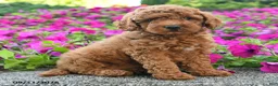 Miniature Poodle dogs for sale: Karen - Ad 2