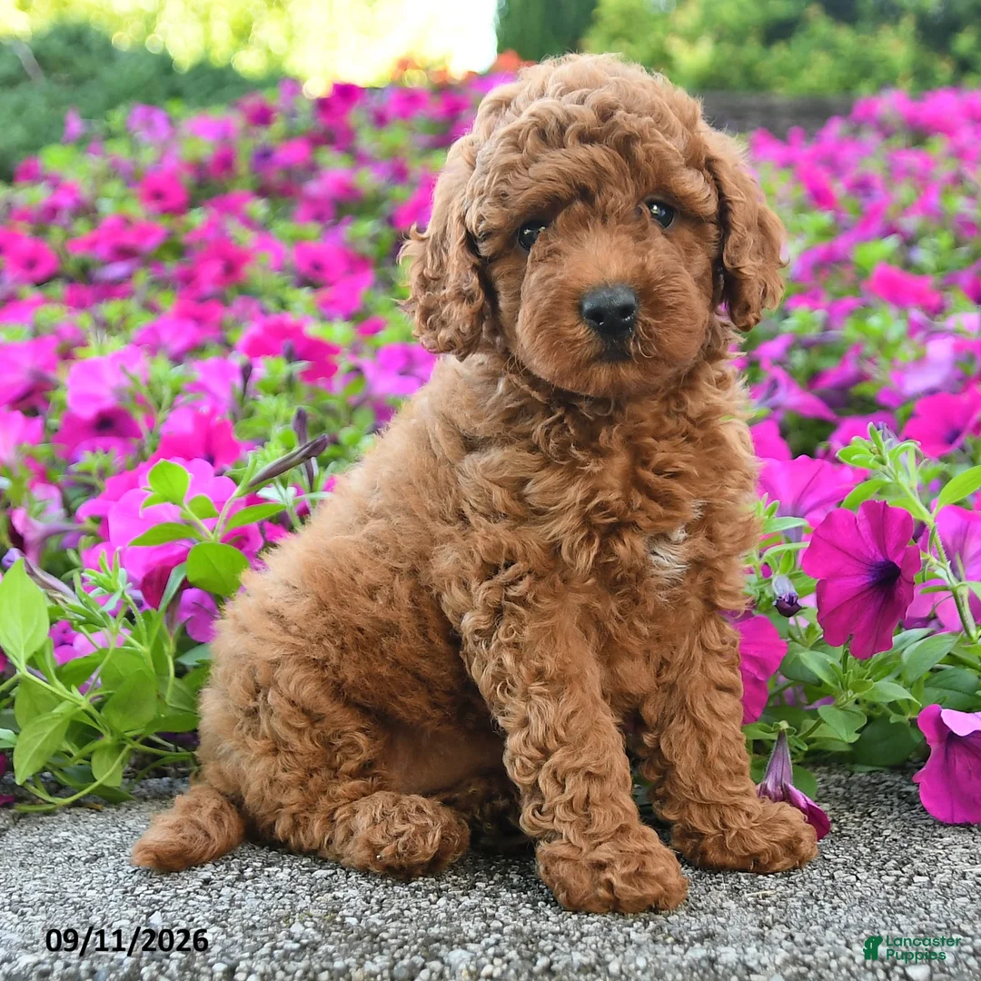 Miniature Poodle dogs for sale: Karen - Ad 2
