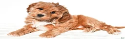 Mini Goldendoodle dogs for sale: Kara - Ad 3