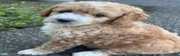 Cockapoo dogs for sale: Snuggles - Ad 6