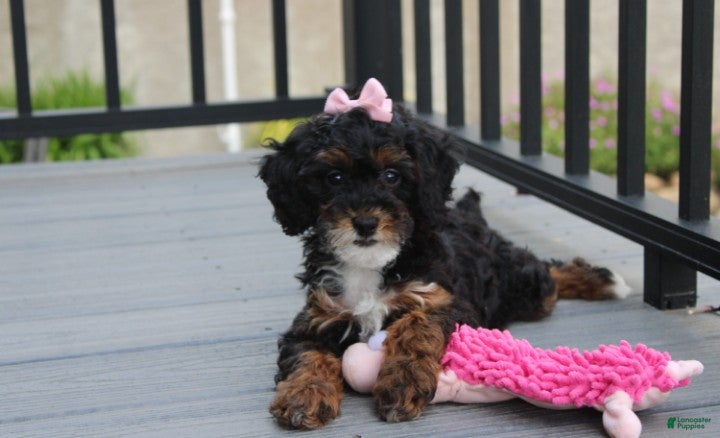 Miniature Poodle dogs Athena  - Ad 1