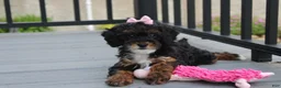 Miniature Poodle dogs for sale: Athena  - Ad 1