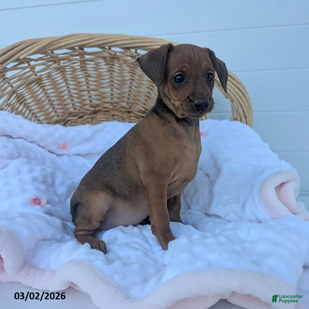 Miniature Pinscher dogs for sale: Rusty - Ad 2